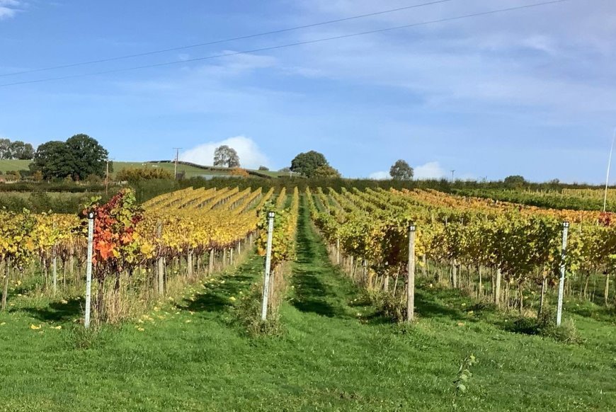 Harvest at White Castle Vineyard